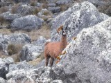 lama