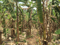 Trekking hsipaw