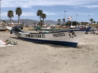 El pinguino