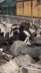 Zeewolven en pelikanen