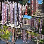 Kimono Forest