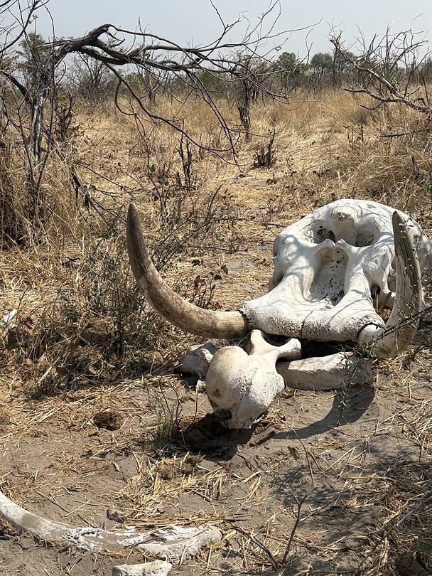 RIP 🐘