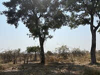 The bush