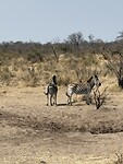 ´k zag twee zebra’s…
