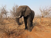 Olifant
