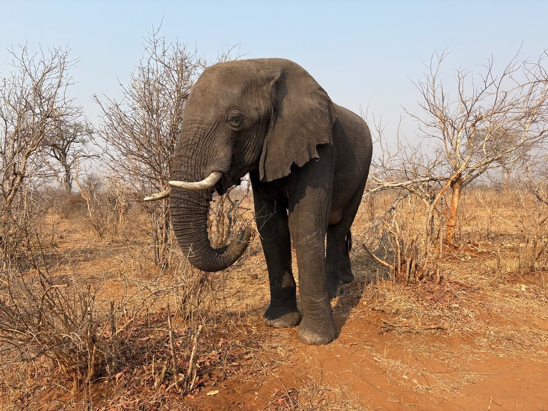 Olifant