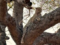 Eindelijk gespot 🐆