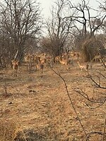 Impala’s?