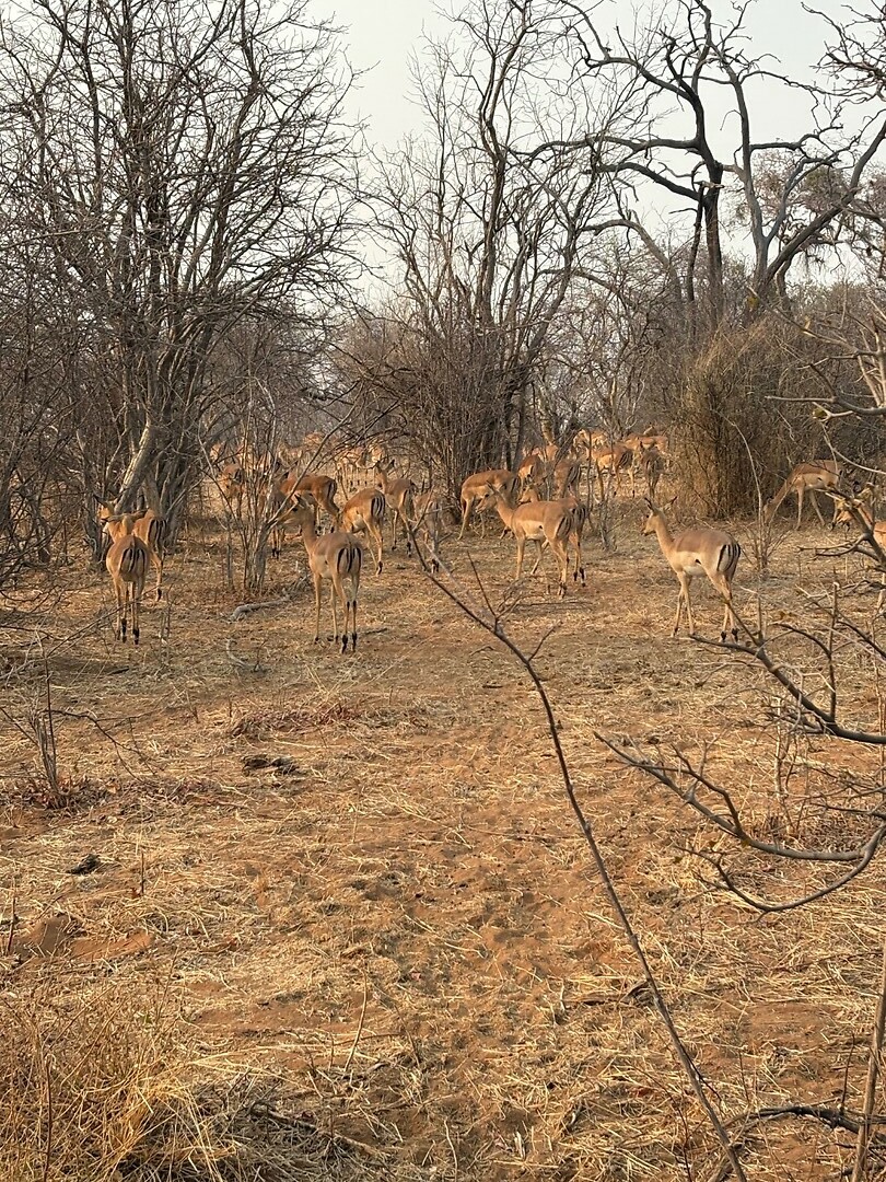 Impala’s?