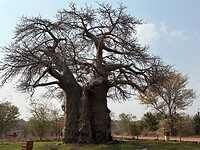 Baobab