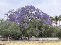 Jacaranda