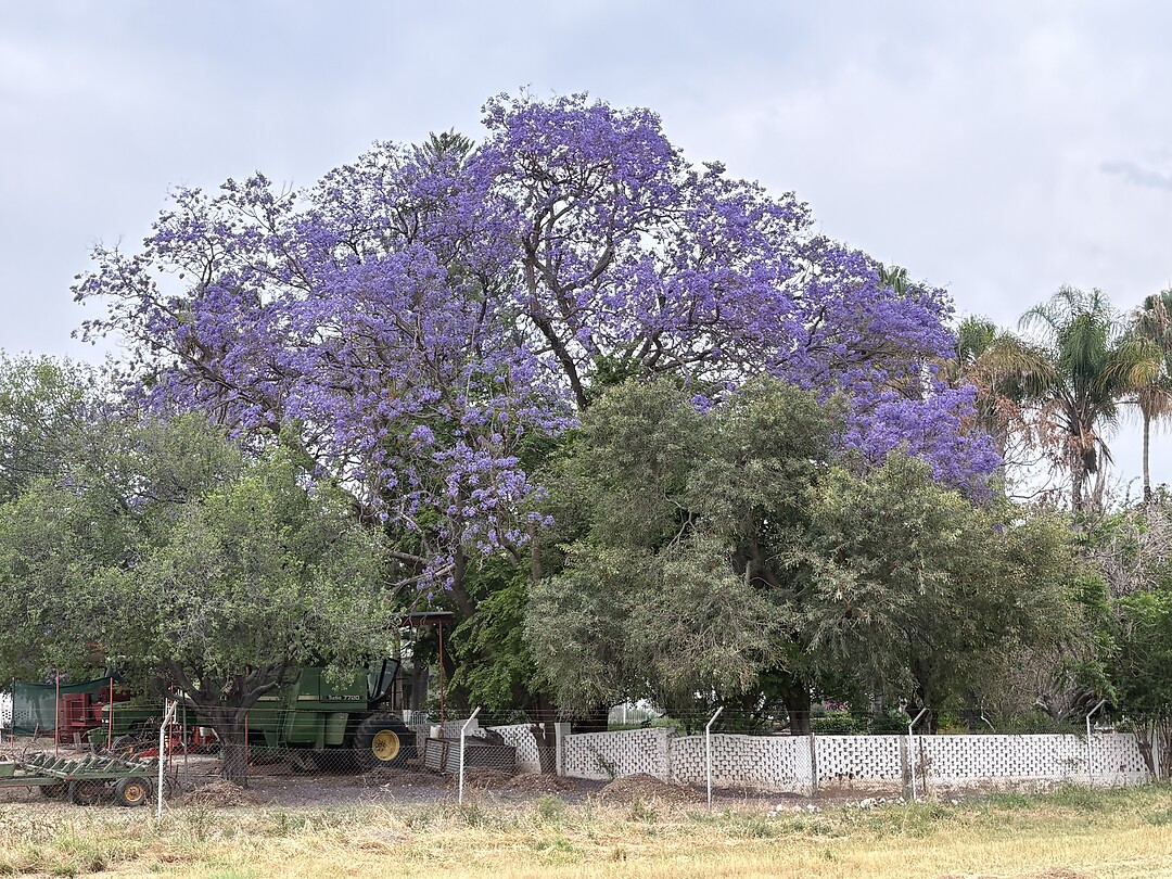 Jacaranda