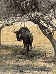 Wildebeest