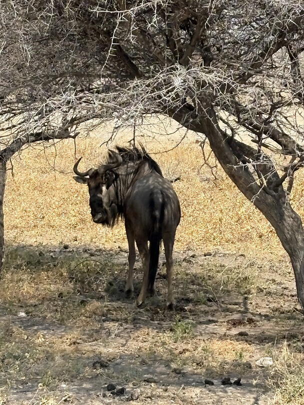 Wildebeest