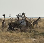 Long necks