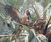 2 gieren in hun nest