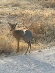 Dik dik