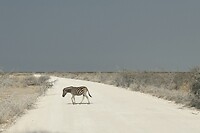 Eenzame zebra