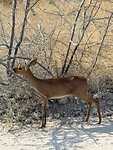 Springbok