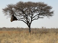 Vogelnest