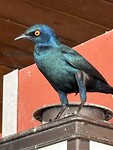 De mooie cape glossy starling