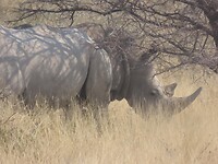 Rhino ✔️