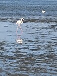 Flamingo 🦩