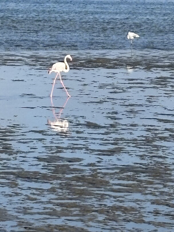 Flamingo 🦩