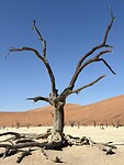 Deadvlei