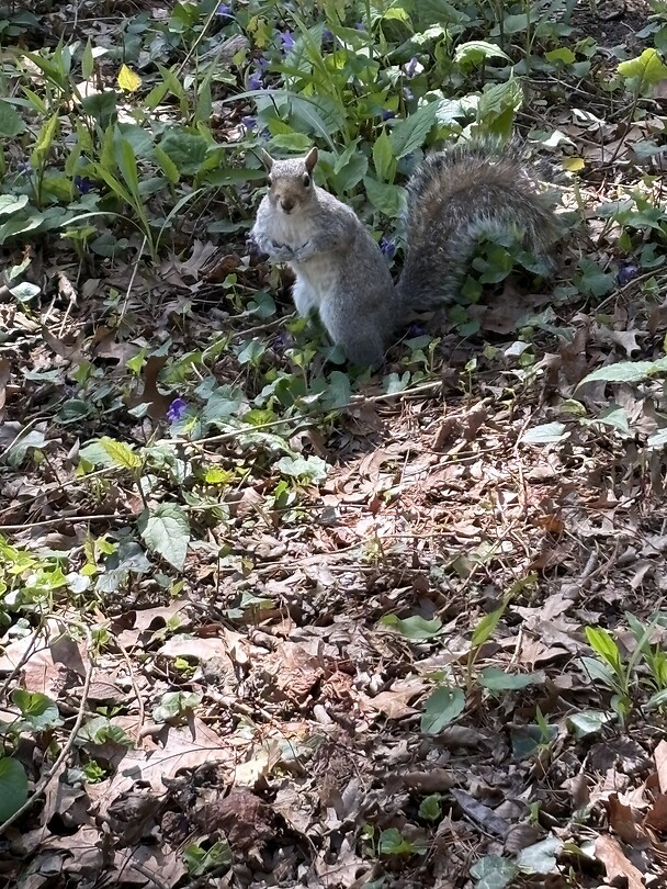 De “wildlife”
