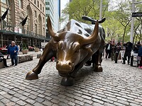 Charging bull