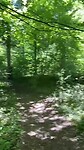 Het oerbos