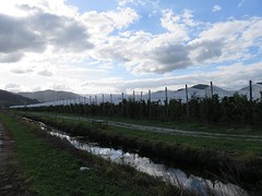 Fruittuin nabij Motueka