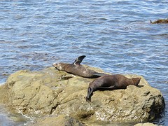 Seal Colony