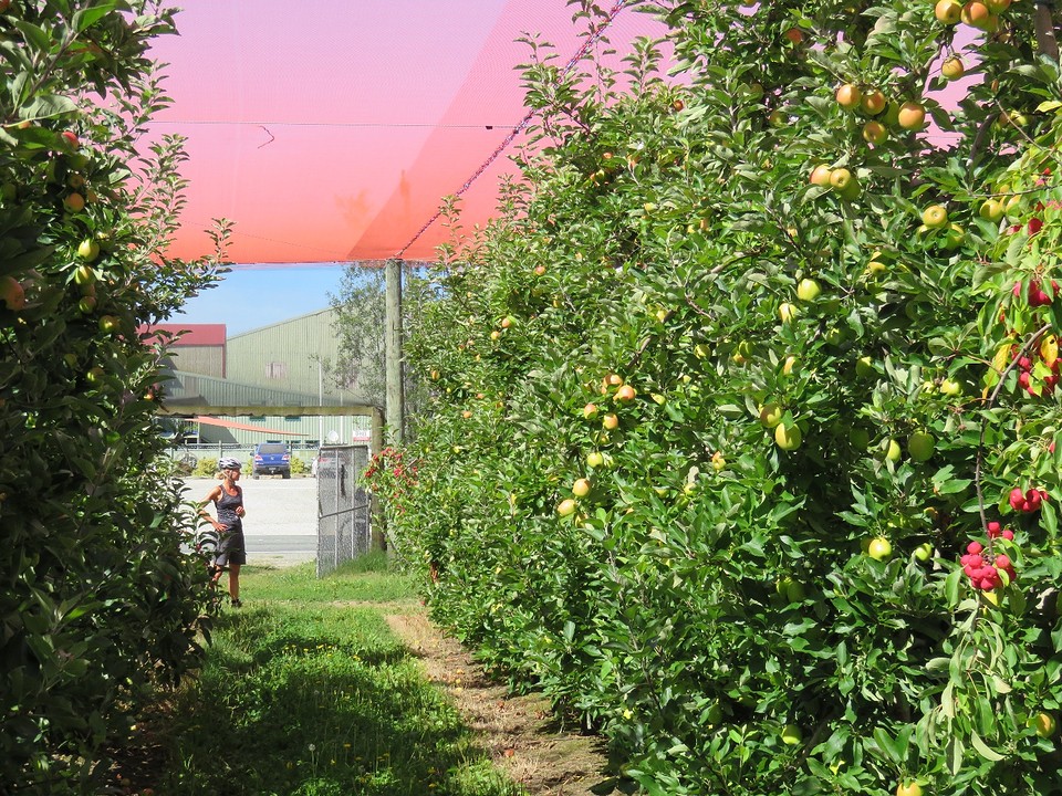 Fruittuin