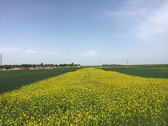 Een van de vele velden met koolzaad