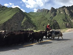 Kudde yaks over de weg