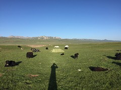 Yaks om de tent
