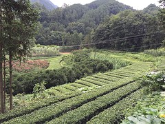 Theeplantages