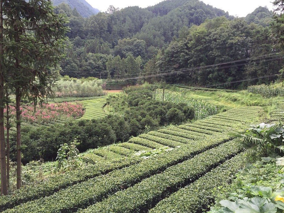 Theeplantages