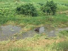 Deze waterbuffel doet z'n naam eer aan