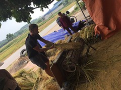 Helpen met rijst "dorsen"