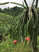 Dragonfruit