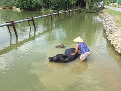 Waterbuffels worden gewassen