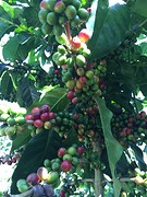 Veel koffieplantages onderweg