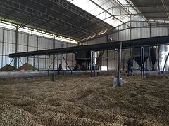 Koffiebonen in de fabriek
