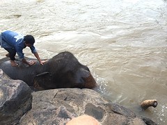 Olifant wordt gewassen