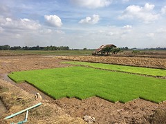 Nieuwe rijstplantjes