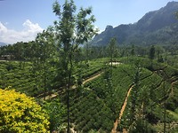 Theeplantages