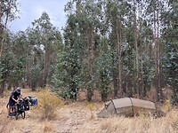 Kamperen in het eucalyptusbos